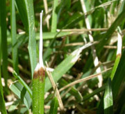 Example of Ascochyta damage.