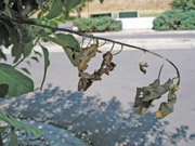 Hail Damaged Tree