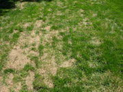 Ascochyta damaged turf.