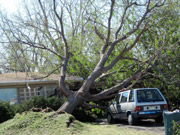 Storm Damaged Tree