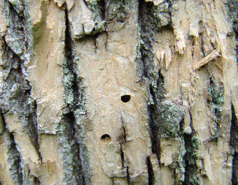 "D-shaped" exit holes and woodpecker damage on the trunk indicate an EAB infestation. Photo from: donnan.com