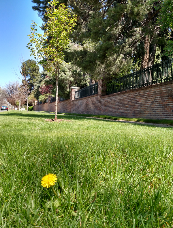 Denver Weed Control Service Denver Weed Control Service
