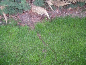 Denver Lawn Damage – Vole Trails in Grass