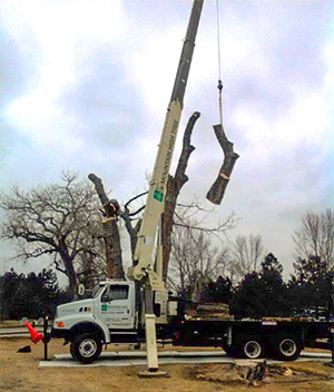 Denver Tree Removal - Crane for large trees