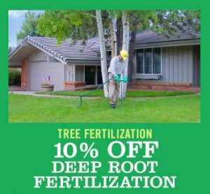 Denver-Tree-Service-discount