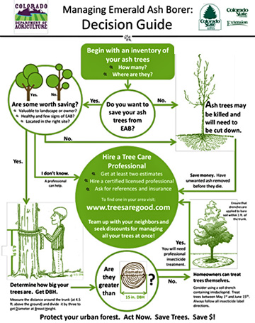 emerald ash borer tree service in denver colorado emerald ash emerald ash borer life cycle