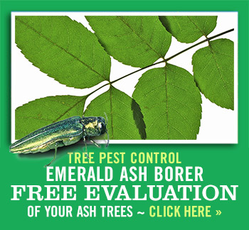 emerald ash borer tree service in denver colorado emerald ash emerald ash borer life cycle