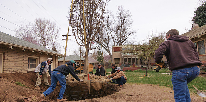 Denver Tree Service Landscape In Colorado Planting Denver Tree Service Planting Trees