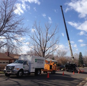 Denver Tree Removal - Crane