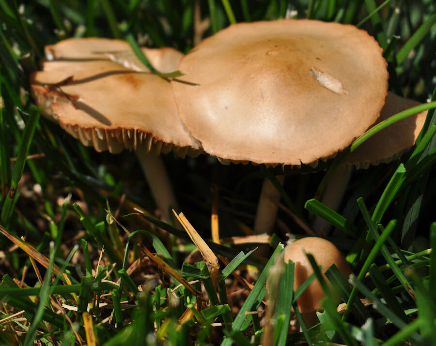 Lawn And Native Gr Weeds At All Time High Mountain Savatree The Vast Majority Of Mushrooms Are Ociated With Wet Soil And Or Poor Drainage Once Dries Tend To Go Away Out