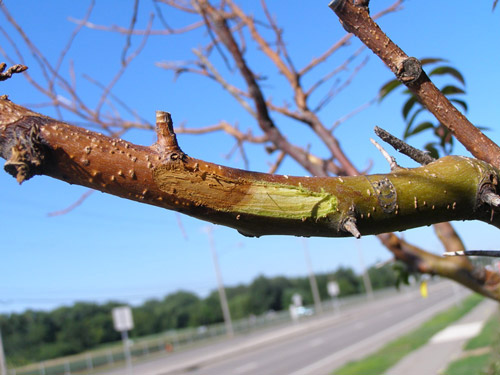 discoloration-sapwood-seen-if-bark-peeled-off-fire-blight